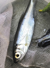 Alburnoides rossicus