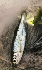 Alburnoides rossicus