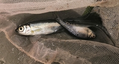 Alburnoides rossicus