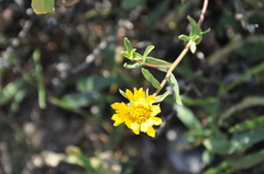 Grindelia stricta angustifolia