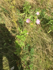 Malva thuringiaca