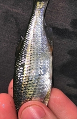 Alburnoides rossicus