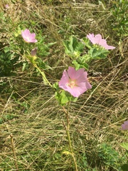Malva thuringiaca