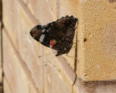 Vanessa atalanta