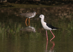 Himantopus himantopus