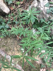 Galium laevigatum