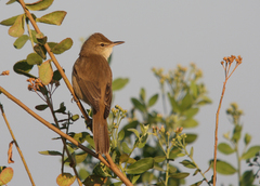 Acrocephalus stentoreus
