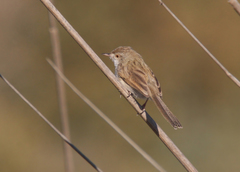 Prinia lepida