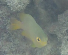 Pomacentrus moluccensis