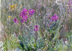 Oxytropis baschkiriensis