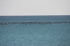 Phalacrocorax nigrogularis