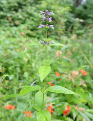Nepeta manchuriensis