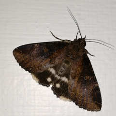 Ercheia cyllaria