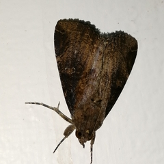 Ercheia cyllaria