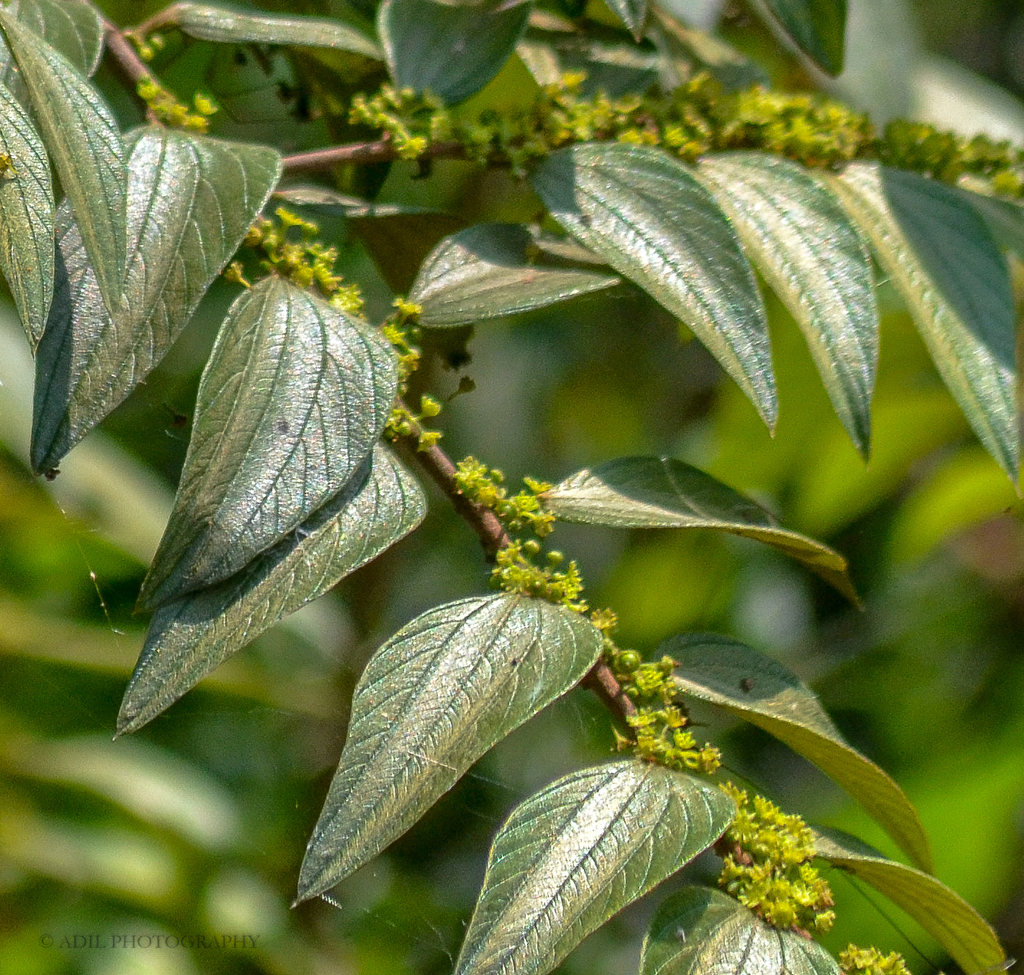 Ziziphus oenoplia (Ziziphus oenoplia)