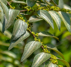 Ziziphus oenopolia