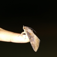 Ercheia cyllaria