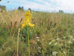 Allium flavum