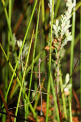 Candovia coenosa