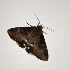 Ercheia cyllaria