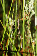 Candovia coenosa