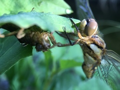 Orthetrum albistylum speciosum
