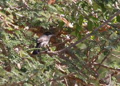 Curruca leucomelaena