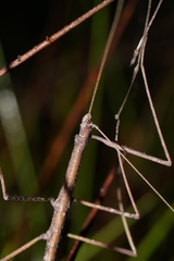 Candovia coenosa