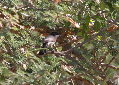 Curruca leucomelaena