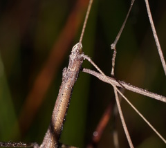 Candovia coenosa