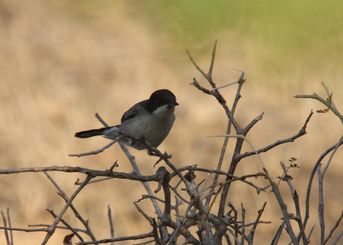 Arabian Warbler (Curruca leucomelaena), photo 5