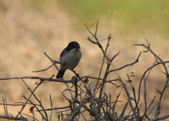 Curruca leucomelaena