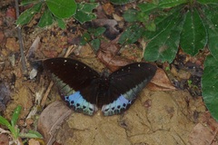 Lexias pardalis dirteana