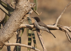 Curruca leucomelaena