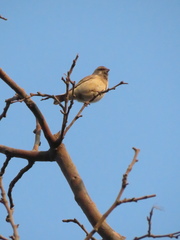 Crithagra atrogularis atrogularis