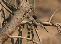 Curruca leucomelaena