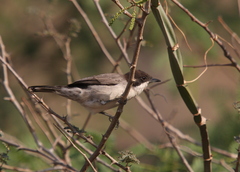 Curruca leucomelaena