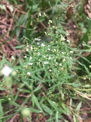 Galium laevigatum