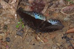 Lexias pardalis dirteana