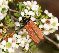 Castiarina nasuta