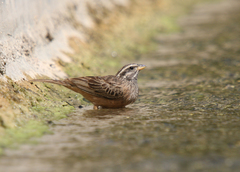 Emberiza striolata
