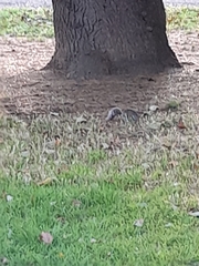 Sciurus carolinensis