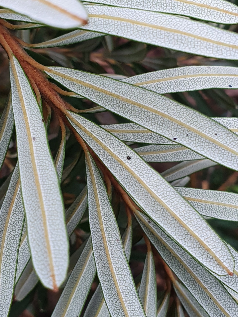 Aleurocanthus banksiae