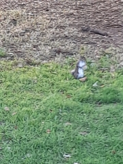 Sciurus carolinensis