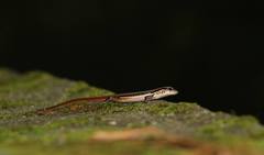 Sphenomorphus indicus