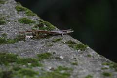 Sphenomorphus indicus