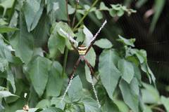 Argiope aetheroides