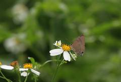 Rapala varuna formosana