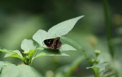 Caltoris cahira austeni