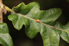 Pseudoneuroterus saliens